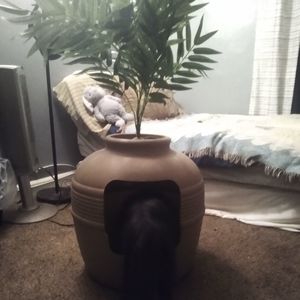 Hidden Litter Box